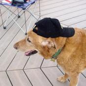 DC Pages very own mascott "Wile E."