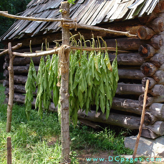 Fresh cut Virginia tobacco is split at the stem and slid onto a tobacco stick. Grown the way our ancestors did. 