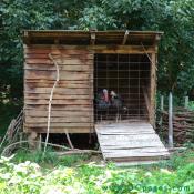 This cock turkey is penned up with two hens.
