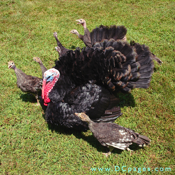 This turkey cock is surrounded by seven The poults (baby turkeys). 