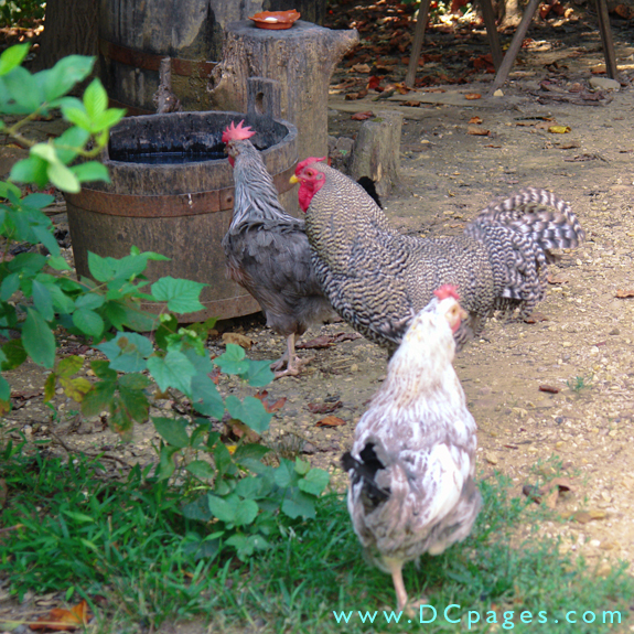 The Dorking is one of the oldest breeds of chickens.