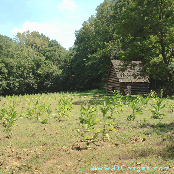 from the path looking toward the tobacco barn.