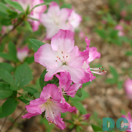 'Susannah' azalea