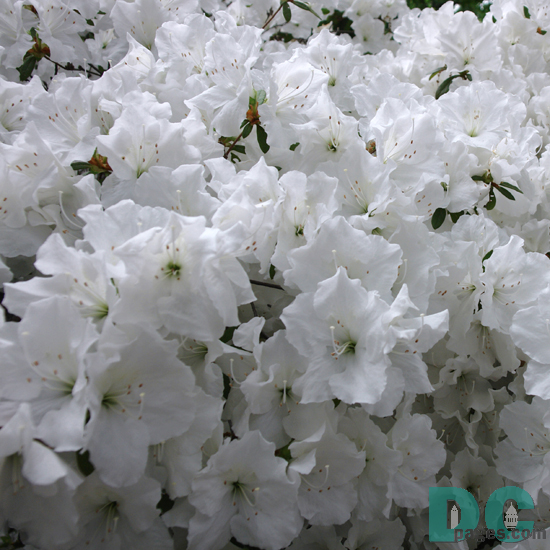 'Damask' azalea
