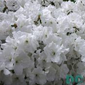 'Damask' azalea

