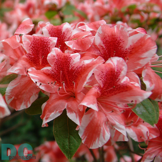 The 'Ben Morrison' azalea is named after Former U.S. National Arboretum Director Benjamin Y. Morrison