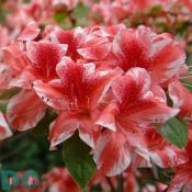 The 'Ben Morrison' azalea is named after Former U.S. National Arboretum Director Benjamin Y. Morrison