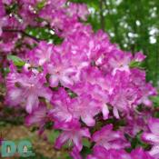 'Fawn' azalea