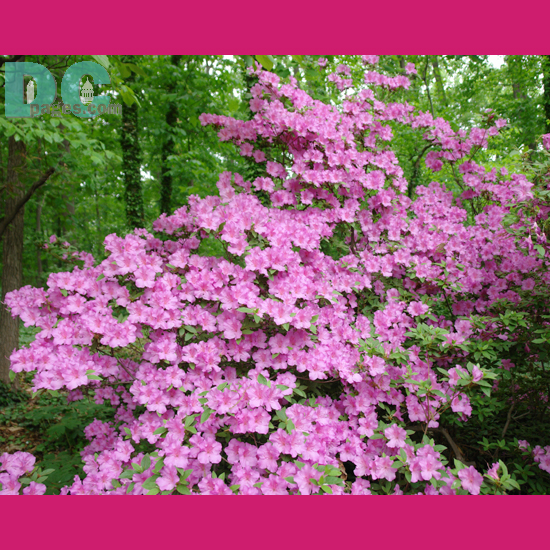 'Corydon' azalea
