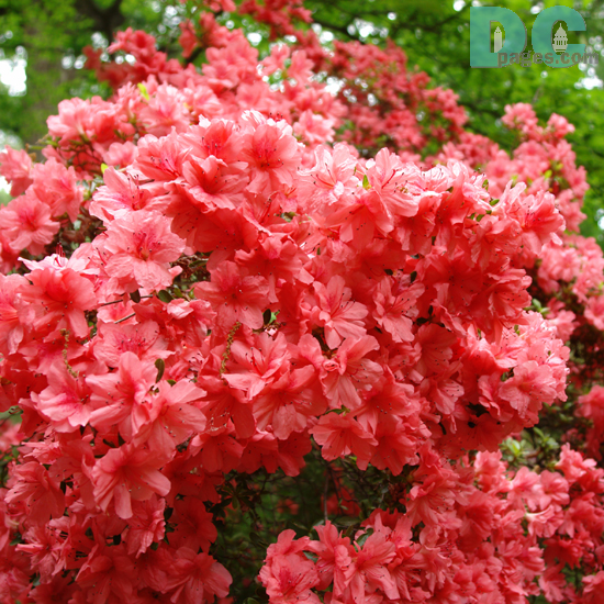 'Ambrosia' azalea