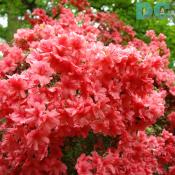 'Ambrosia' azalea