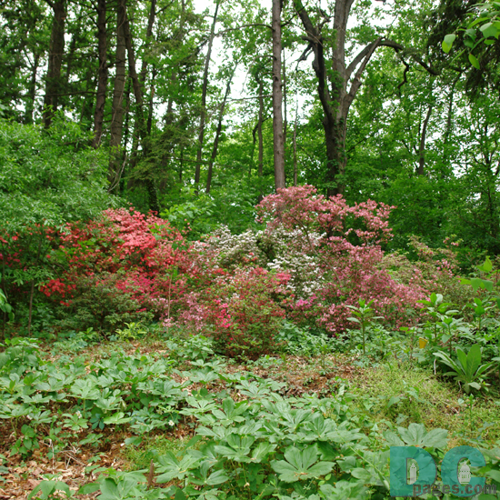 Masses of azaleas grow on the steep slopes of Mount Hamilton. 