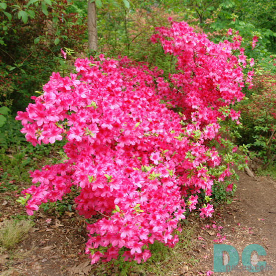 'Delilah' azalea
