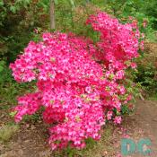 'Delilah' azalea