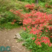 'Lullaby' azalea