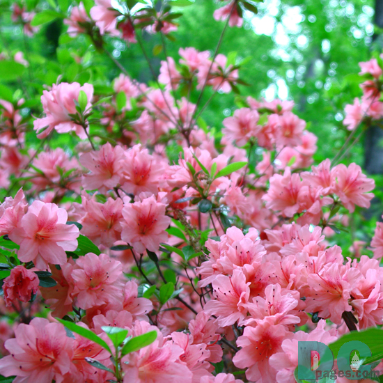 'Coquette' azalea
