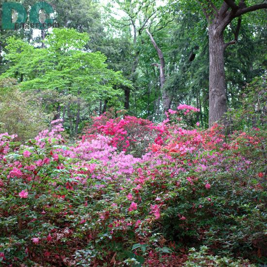 Mid-season blooming azaleas on the slope of Mt. Hamilton.