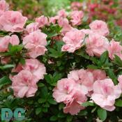 'Anthem' azalea
