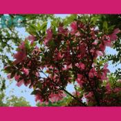 'Anthem' azalea