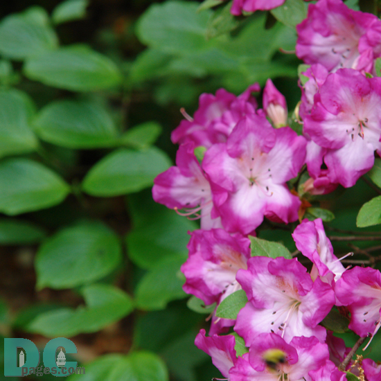 'Luna' azalea