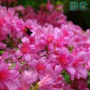 A carpenter bee feeding on the nectar of a 'Corydon' azalea.