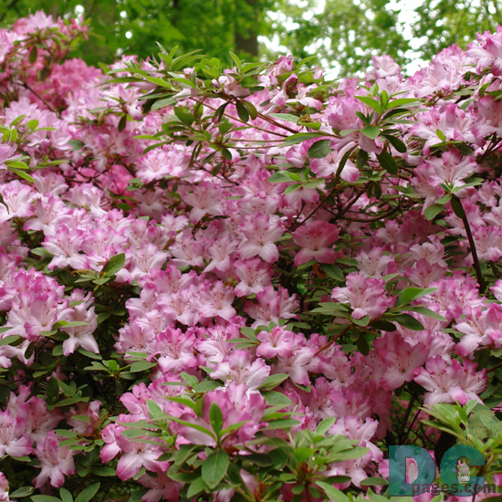 'Oriflamme' azalea