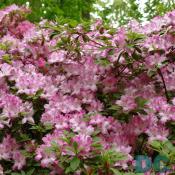 'Oriflamme' azalea