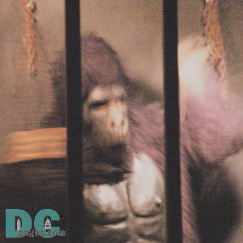 I went over to help the woman and.. Oh My Lord.. The frightened woman changed into a raging gorilla!! The monster ripped out of its shackles and lunged at me.