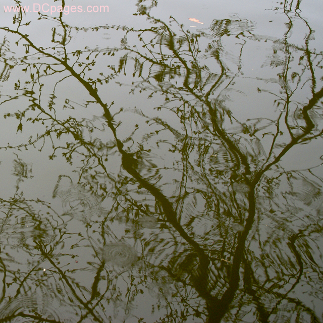 Wed 19 March 2008 4:26 pm EST Artistic - Rain Drop Reflections