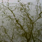 Wed 19 March 2008 4:26 pm EST Artistic - Rain Drop Reflections
