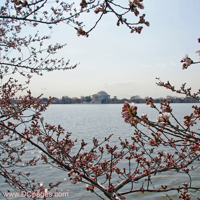 Monday, March 24, 2008 10:45 am EST, Cherry Blossom View of the Jefferson Memorial