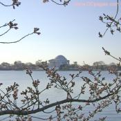 Easter Sunday, March 23, 2008 Cherry Blossom View of the Jefferson Memorial