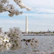 2007 Daily Cherry Blossom Photos