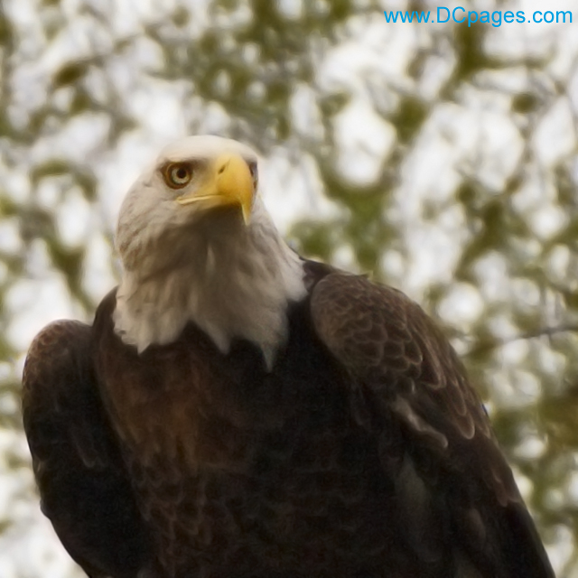 American Bald Eagle 