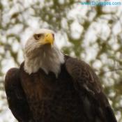 American Bald Eagle 