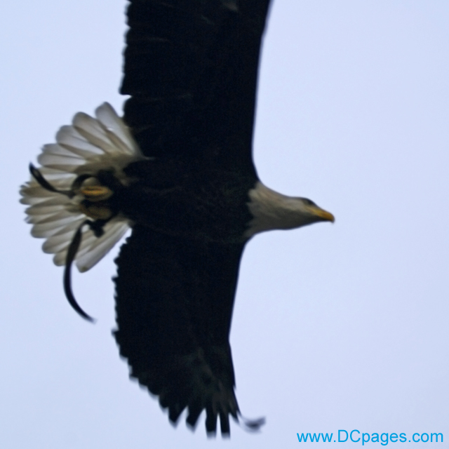 American Bald Eagle