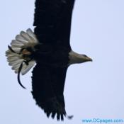 American Bald Eagle