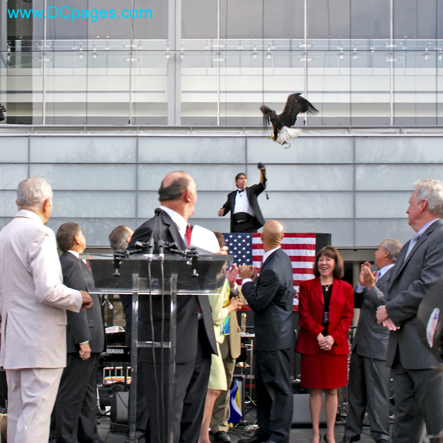 American Bald Eagle lands to open Newseum