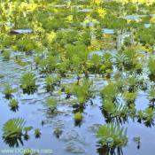 Aquatic Plants