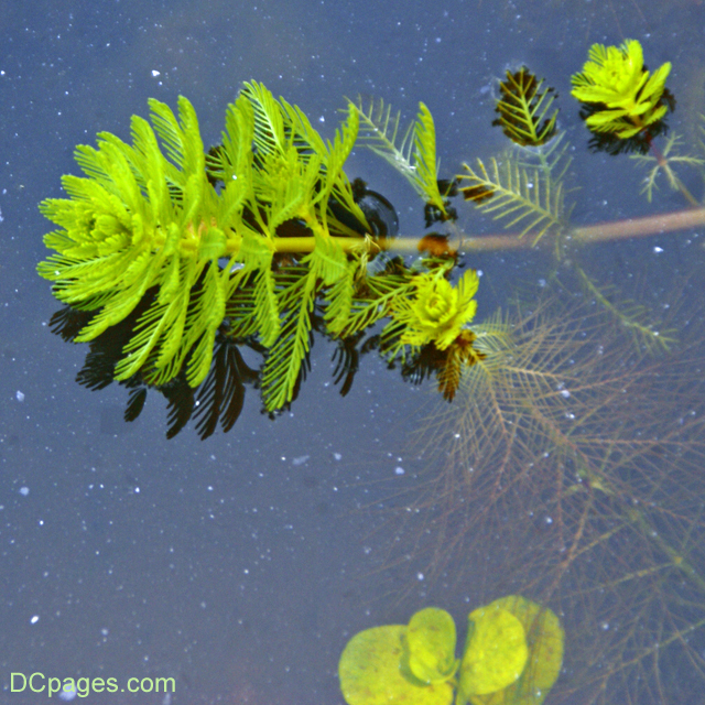 Aquatic Plant