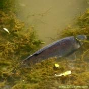 Common carp or European carp (Cyprinus carpio)