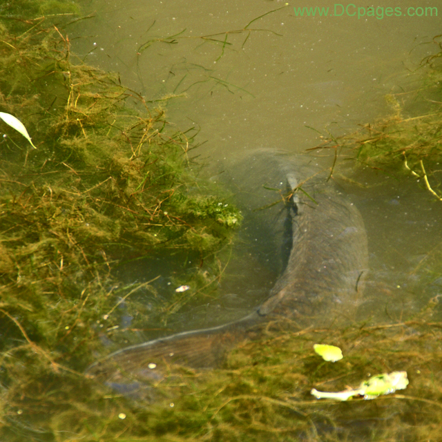 Common carp or European carp (Cyprinus carpio)