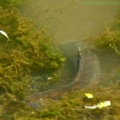 Common carp or European carp (Cyprinus carpio)