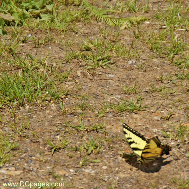 Tiger Swallowtail Butterfly