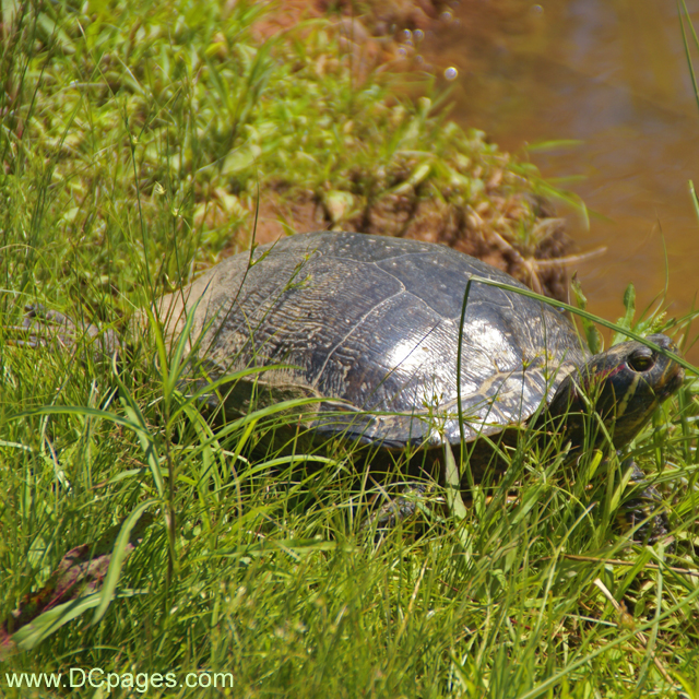 Painted Turtle (Chrysemys picta)