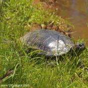 Painted Turtle (Chrysemys picta)