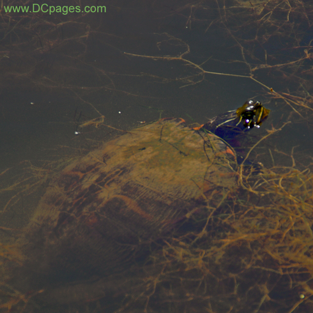 Painted Turtle (Chrysemys picta)