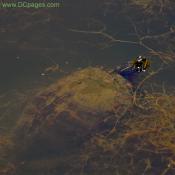 Painted Turtle (Chrysemys picta)
