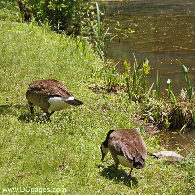 Two Adult Canadian Geese Feeding