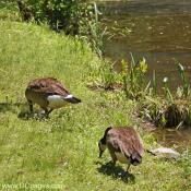 Two Adult Canadian Geese Feeding